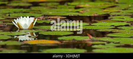 Weiße Seerose (Nymphaea odorata) blüht zwischen Lilienpads auf Eagle Chain of Lakes, Florence County, Wisconsin, Panoramablick. Stockfoto