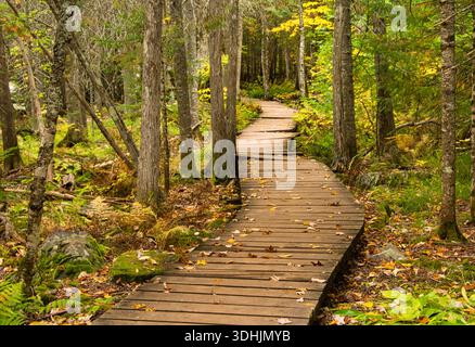 Holzsteg schlängelt sich durch einen Wald auf der Upper Peninsula in Michigan in der Nähe von Houghton. Stockfoto