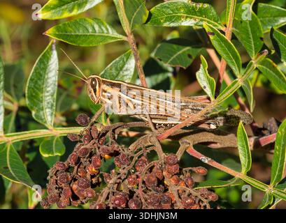 American Bird Grasshopper (Schistocerca americana) auf der Vegetation im Huntington Beach State Park in South Carolina, die einen natürlichen Lebensraum zeigt. Stockfoto