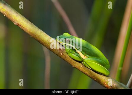 Grüner Baumstamm, der sich an der Vegetation über einem Brutteich im Caw Caw Interpretive Center in der Nähe von Charleston, South Carolina, festhält. Stockfoto
