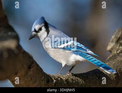Ein Blue Jay sitzt auf einem Baumzweig und schaut vorsichtig den Fotografen an, als er sich einer Futterstation in Wisconsin nähert. Stockfoto