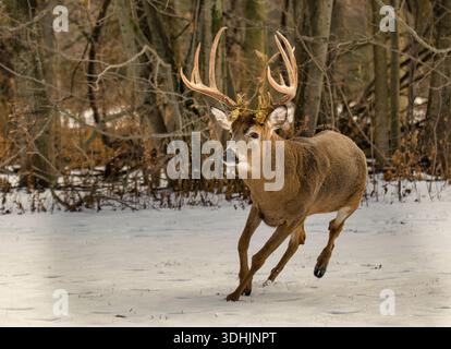 Weißschwanzbock (Odocoileus virginianus) mit einem großen Regal, das während der späten Herbstfahne durch ein schneebedecktes Feld im Grant Park in Milwaukee verläuft. Stockfoto