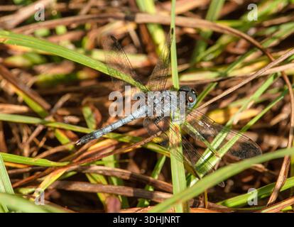 Männliche Little Blue Dragonlet Libelle (Erythrodiplax minuscula) im Huntington Beach State Park, South Carolina. Stockfoto