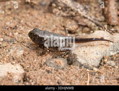 Die Baby American Toad (Anaxyrus americanus) ist gerade aus Morgan Lake, Florence County, Wisconsin, hervorgegangen und zeigte einen Schwanz und entwickelte Gliedmaßen. Stockfoto