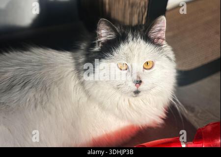 Schwarz-weiße Katze zu Hause. Katze, die sich bequem in einem sonnendurchfluteten Wohnzimmer erholt. Stockfoto