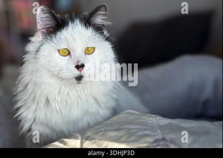 Schwarz-weiße Katze zu Hause. Katze, die sich bequem in einem sonnendurchfluteten Wohnzimmer erholt. Stockfoto