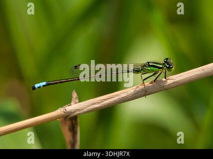 Die Eastern Forktail Damselfly (Ischnura verticalis) thront im Myrick Park, La Crosse, Wisconsin in der Nähe eines Teichs. Stockfoto