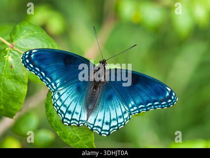 Rotfleckiger Purpurfalter (Limenitis arthemis astyanax) mit weit verbreiteten Flügeln in einem natürlichen Gebiet im Süden von Wisconsin. Stockfoto