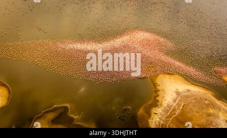 Bilder von rosa Flamingos aus einem Hubschrauber über dem Lago Magadi im Rift Valley Stockfoto