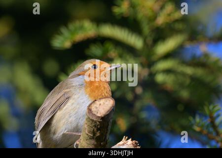 Europäischer Rotkehlchen (Erithacus rubecula) von unten, auf einem Tannenzweig vor blauem Himmel. Stockfoto