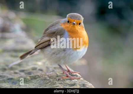 Europäischer Robin (Erithacus rubecula), der im Winter auf einer Mauer thront. Stockfoto