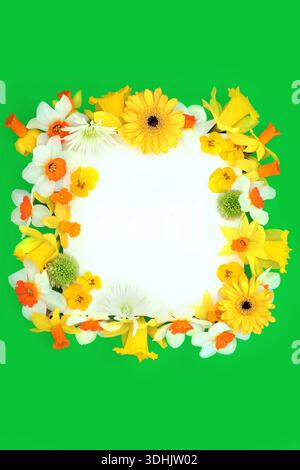 Frühlingsblumenanordnung saisonale gelbe weiße Blumen auf grünem Hintergrund mit weißem Kopierraum. Grußkarte zum Muttertag, Ostern, Geburtstag. Stockfoto