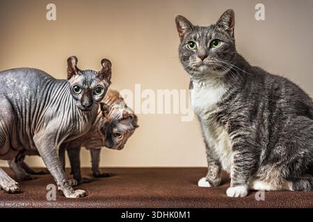 Ein Porträt einer grauen weiblichen Tabby-Katze und zweier weiblicher Elf-Sphynx-Katzen in einem Studio auf braunem Hintergrund. Stockfoto