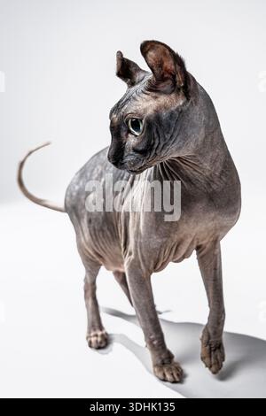 Ein Studio-Porträt einer grauen weiblichen Elfensphynx-Katze auf weißem Hintergrund. Stockfoto
