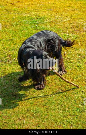 Arbeitend Cocker Spaniel Hund mit schwarzem Haar und weißer Brust in Land spielen mit einem Stock auf einem Landweg. Stockfoto