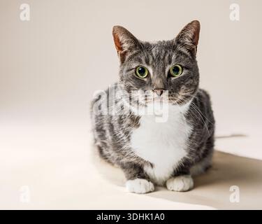 Ein Porträt einer grauen weiblichen Tabby-Katze in einem Studio vor einem weißen Hintergrund. Stockfoto