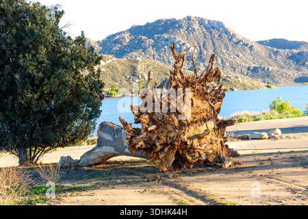 Das freiliegende Wurzelsystem eines großen gefallenen Baumes liegt auf trockenem Boden, im Kontrast zum ruhigen blauen Wasser des Lake Perris und den zerklüfteten Bergen. Stockfoto