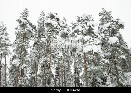 Tief verschneite Kiefernwälder, in der Nähe von Joenkoepings laen, Schweden Stockfoto