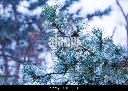 Kiefernzweige mit dem ersten Schnee bestäubt. Kiefernzweige, die leicht mit frischem Schnee bedeckt sind, symbolisieren den Beginn des Winters und den jahreszeitlichen Übergang in na Stockfoto