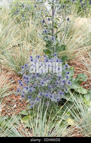 Mannstreu (Eryngium planum 'Blauer Zwerg'), Familie Merkel, Deutschland Stockfoto