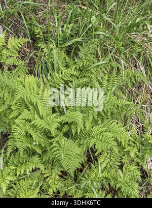 Dornwurmfarn (Dryopteris carthusiana), Familie Merkel, Schweiz Stockfoto