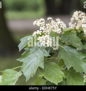 Dienstbaum (Sorbus torminalis), Treptower Park, Deutschland Stockfoto