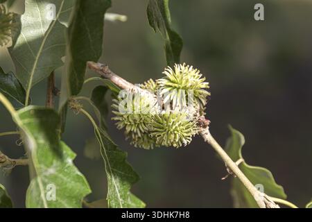 Puteneiche (Quercus cerris), Schweden Stockfoto