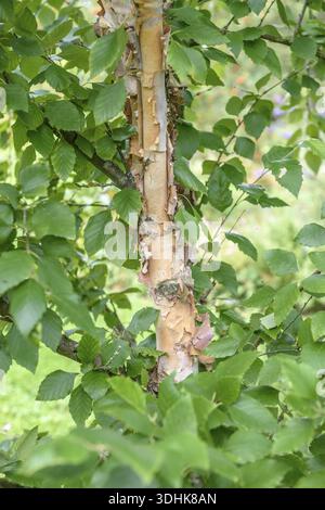 Schwarzbirke (Betula nigra), Hohenheimer Gärten, Deutschland Stockfoto