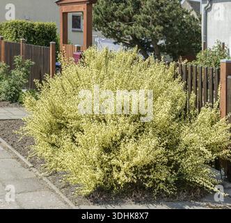 Elfenbeinbesen (Cytisus Ã — praecox), Deutschland Stockfoto