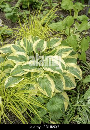 Funkia (Hosta „Wide Crem“), Familie Merkel, Deutschland Stockfoto