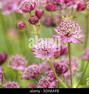 Astrantia Major (Astrantia Major 'Rubra'), Familie Merkel, Niederlande Stockfoto