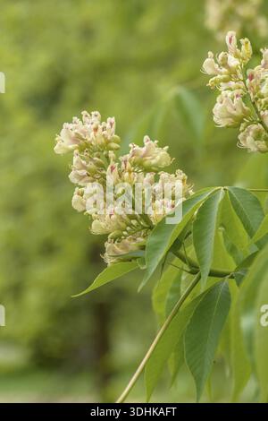 Gelber Pavia (Aesculus flava „Vestita“), Spreeauenpark, Deutschland Stockfoto