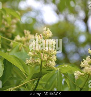 Gelber Pavia (Aesculus flava „Vestita“), Spreeauenpark, Deutschland Stockfoto