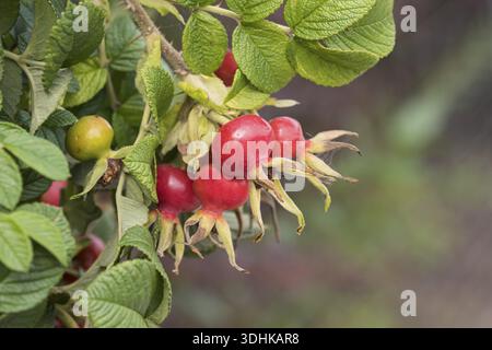 Kartoffelrose (Rosa rugosa), Staudengaertnerei IHM, Deutschland Stockfoto