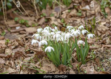Zweiblühende Schneeglöckchen (Galanthus nivalis 'Flore pleno'), Familie Merkel, Deutschland Stockfoto