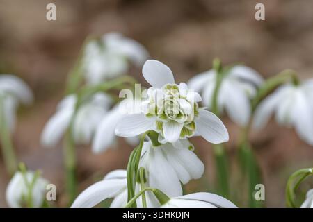 Zweiblühende Schneeglöckchen (Galanthus nivalis 'Flore pleno'), Familie Merkel, Deutschland Stockfoto