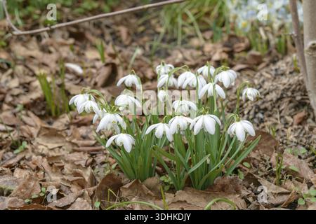 Zweiblühende Schneeglöckchen (Galanthus nivalis 'Flore pleno'), Familie Merkel, Deutschland Stockfoto