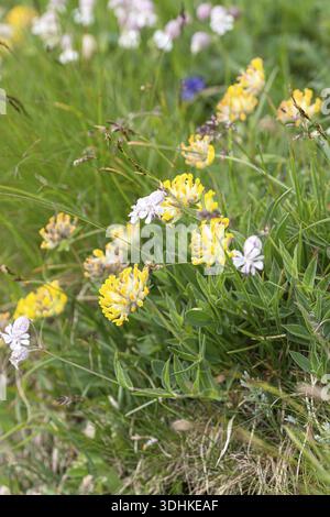 Alpine Niere Vetch (Anthyllis vulneraria var. Alpestris), Familie Merkel, Österreich Stockfoto