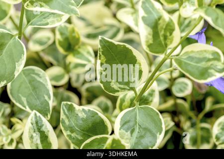 Bigleaf Periwinkle (Vinca Major 'variegata'), BS Saemann, Deutschland Stockfoto