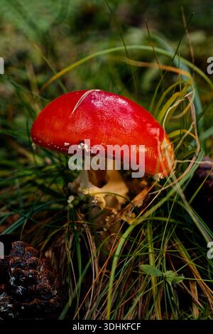 Glitzerndes Red Cap Wächst Zwischen Waldpflanzen, Dewy Pilhroom Mit Leuchtenden Farben In Moosy Forest Setting Stockfoto