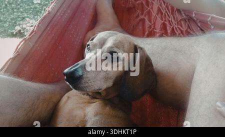 Ein brauner Hund ruht bequem in einer roten Hängematte und sieht entspannt und zufrieden aus. Die Hängematte steht im Freien mit einem natürlichen Hintergrund. Stockfoto