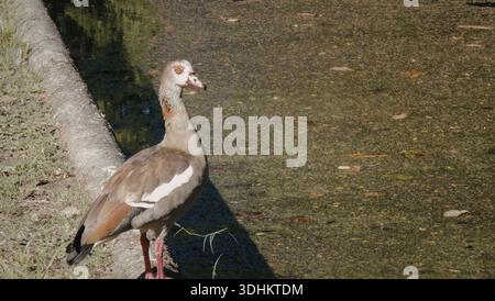 Eine ägyptische Gans steht in der Nähe eines Wassers mit grünen Algen. Die Gans hat markante Markierungen und wird auf dem Grasufer platziert. Stockfoto