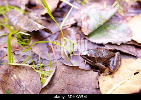 Ein iberischer Frosch, der auf der Laubstreu im Norden Portugals sitzt. Stockfoto