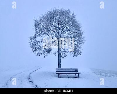 Eine ruhige und minimalistische Winterlandschaft mit einem einsamen Baum und einer schneebedeckten Bank, die ruhig in einer offenen Landschaft steht. Stockfoto
