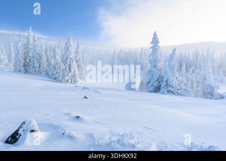 Ein Panoramablick auf die mit Schneebäumen bewachsenen Schneewälder. Zauberhafter Winterwald. Natur Winterlandschaft. Stockfoto