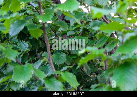 Leuchtende Farben junger Haselnussblätter. Natürliche grüne Blätter im Garten. Schöner grüner Hintergrund. Stockfoto