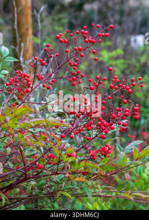 Rote Beeren des himmlischen Bambus (Nandina Stockfotografie - Alamy