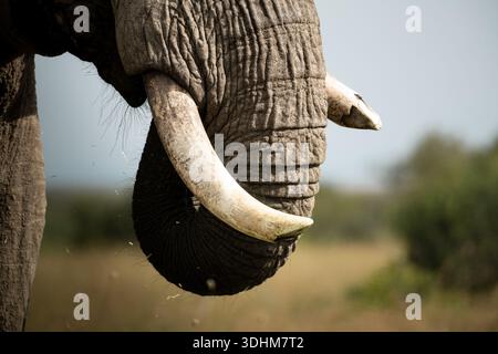 Elefant Tusk und Trunk Nahaufnahme Stockfoto