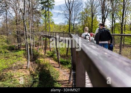 Menschen, die auf einem Baumkronenweg über dem Naturpark Waldboden spazieren. Das erhöhte Holzgeländer zeigt Frühlingsbäume, Outdoor-Tourismus und Familienurlaub Stockfoto