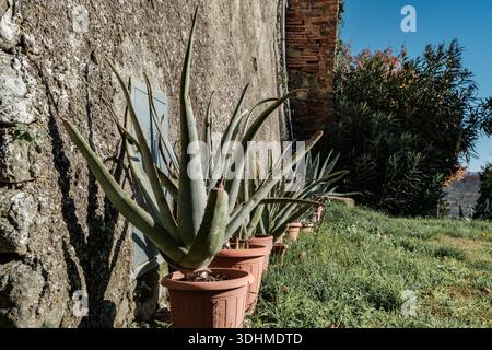 Aloe Vera pflanzt Töpfe in einem Garten des toskanischen Landes, Italien Stockfoto